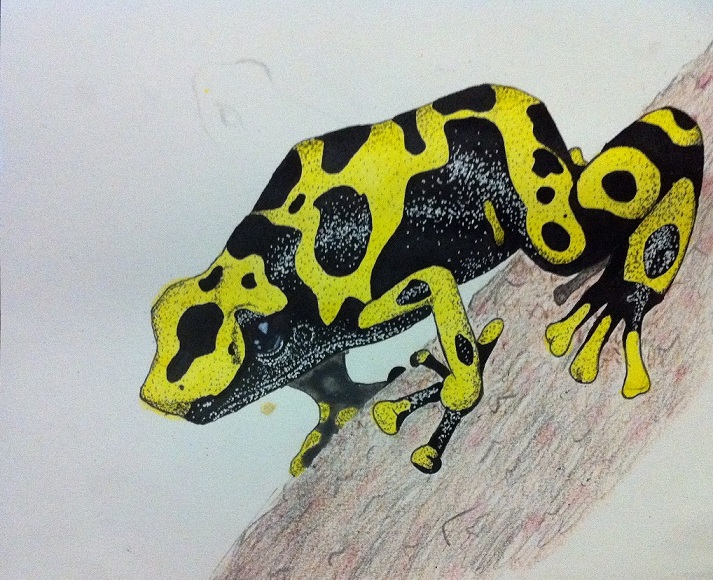 Yellow Poison-Dart Frog