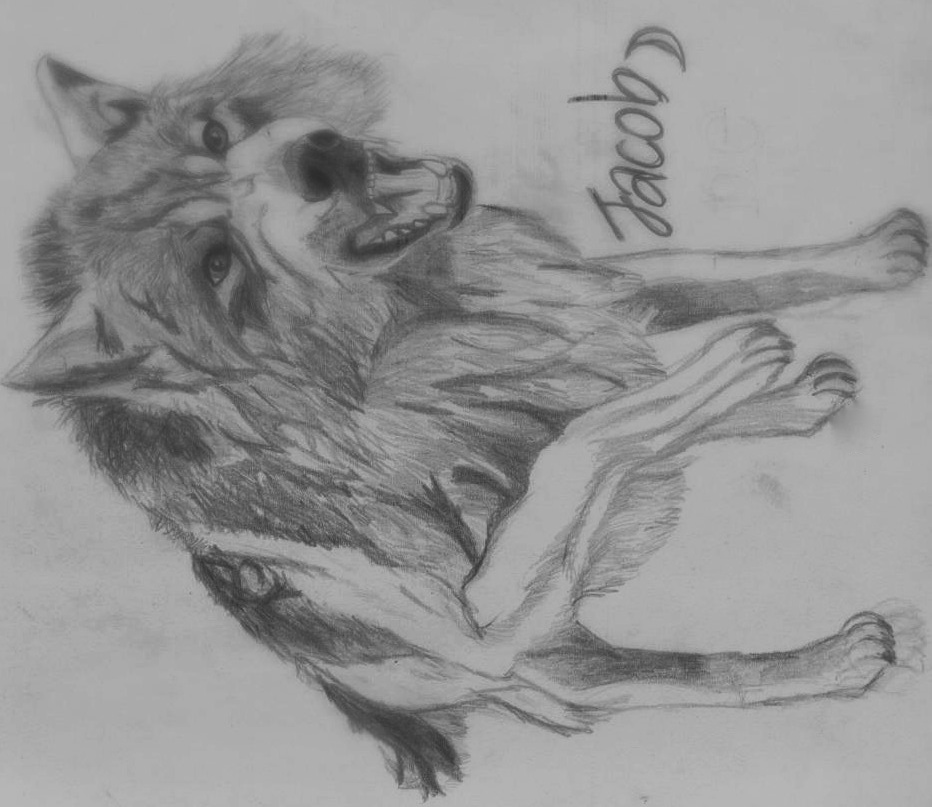 New Moon Jacob Black Werewolf Sketch
