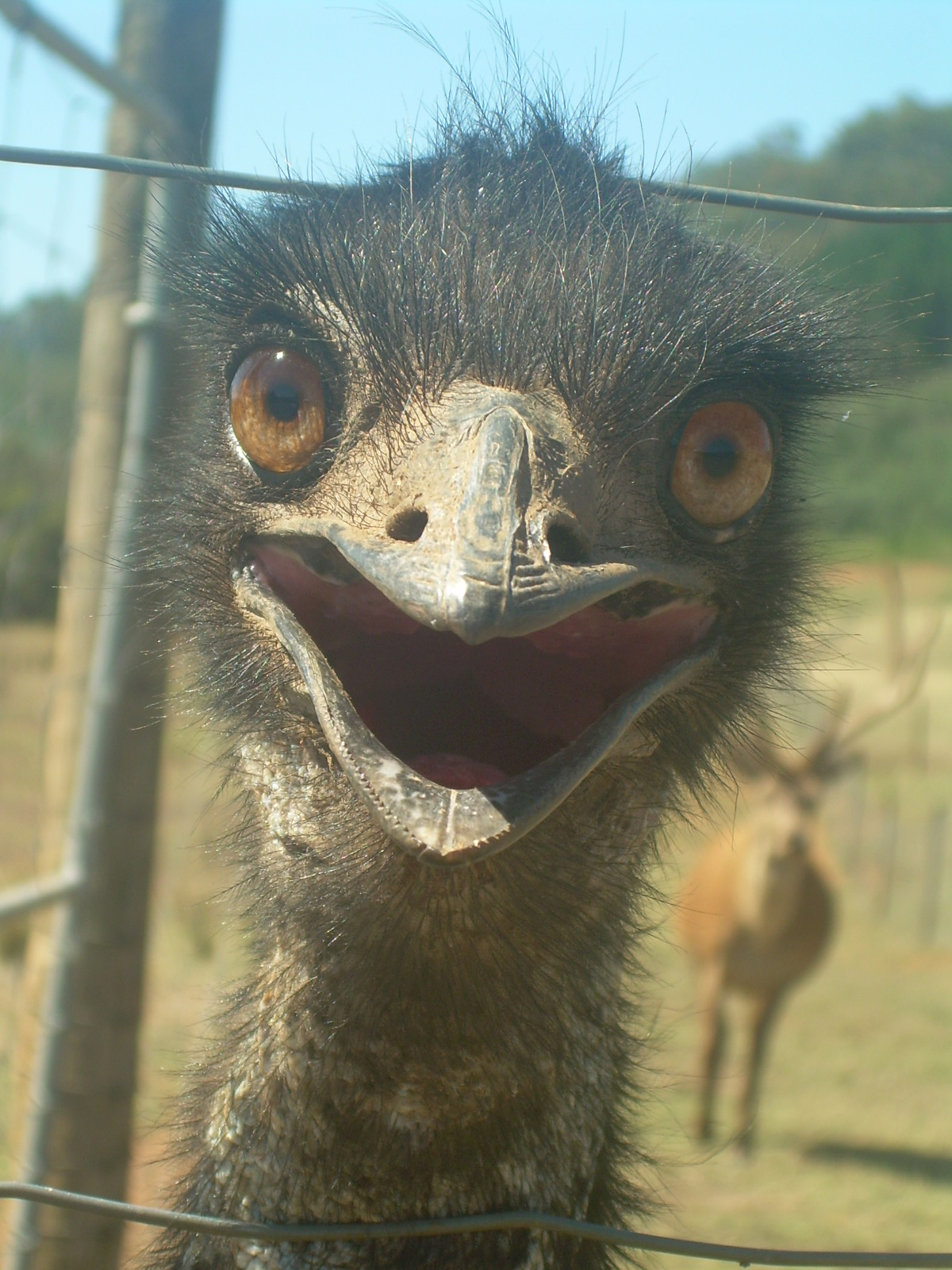 Laughing Emu