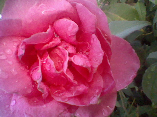 Photograph: I Took With My Dsi.( Flowers)