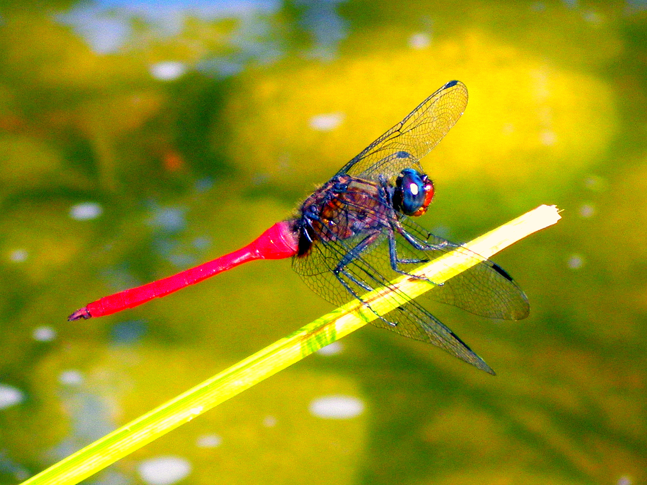 Little Red Dragonfly