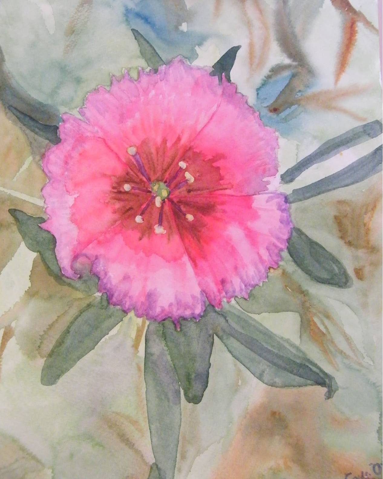 Dianthus In Grandma's Garden (watercolour On Parchment)