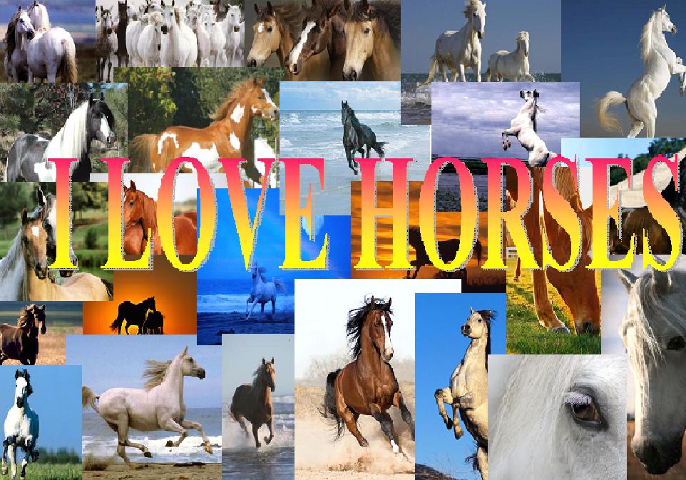I LOVE HORSES