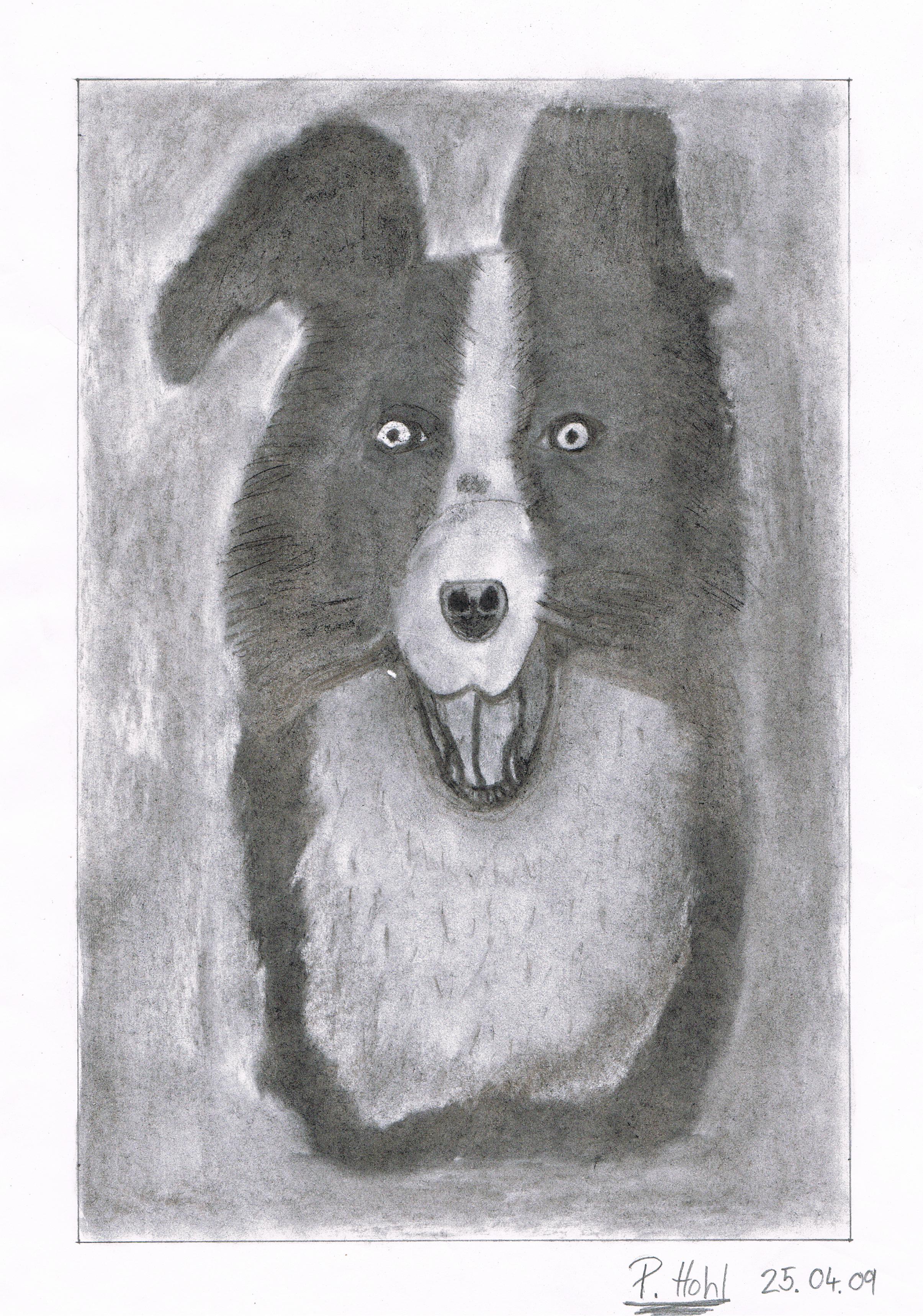 Charcoal Border Collie