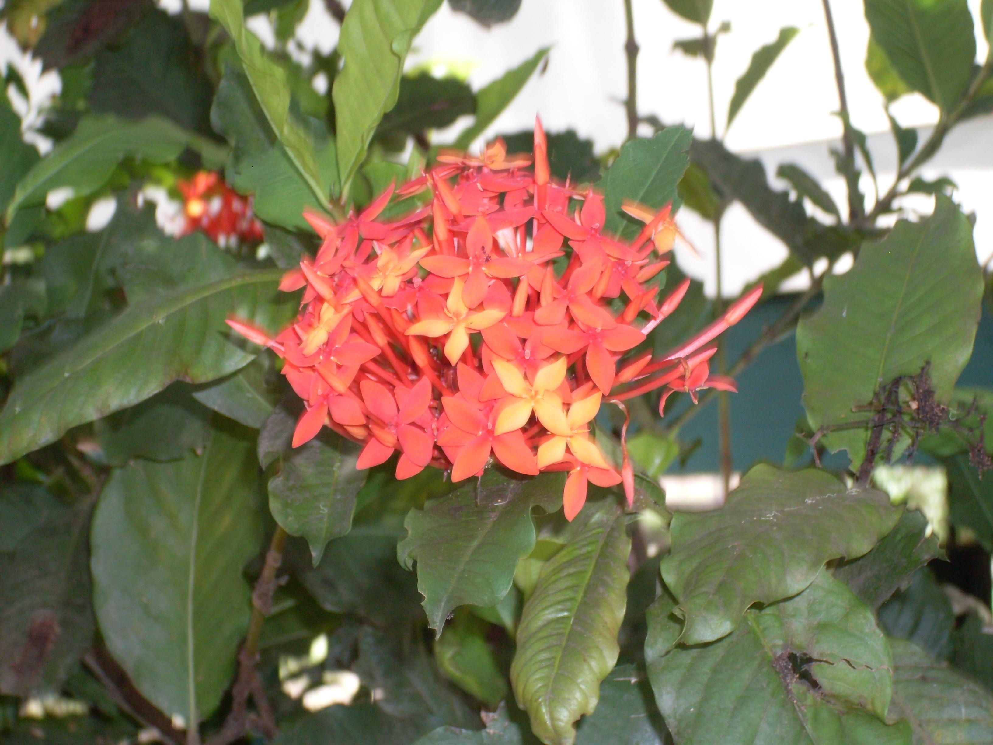 Flower - Photograph