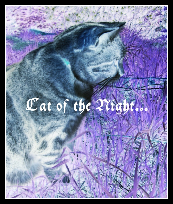 Cat Of The Night