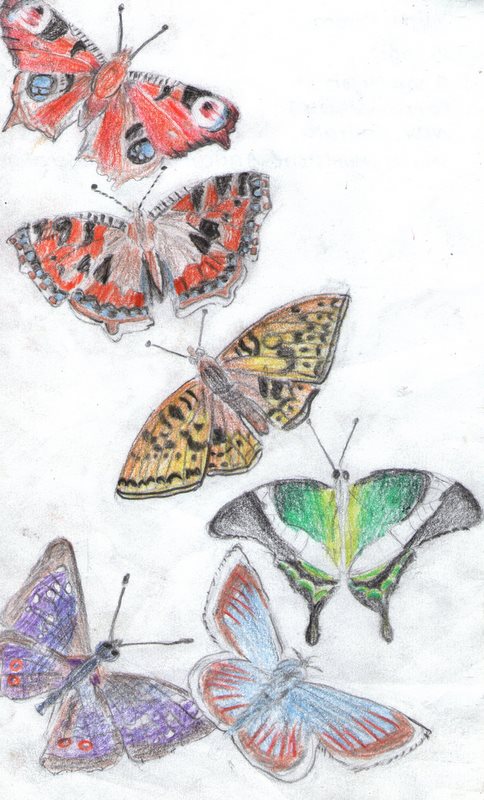 Endangered Butterflies