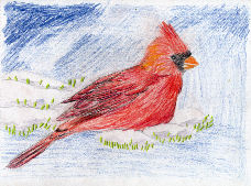 Male Cardinal On Snowy Branch