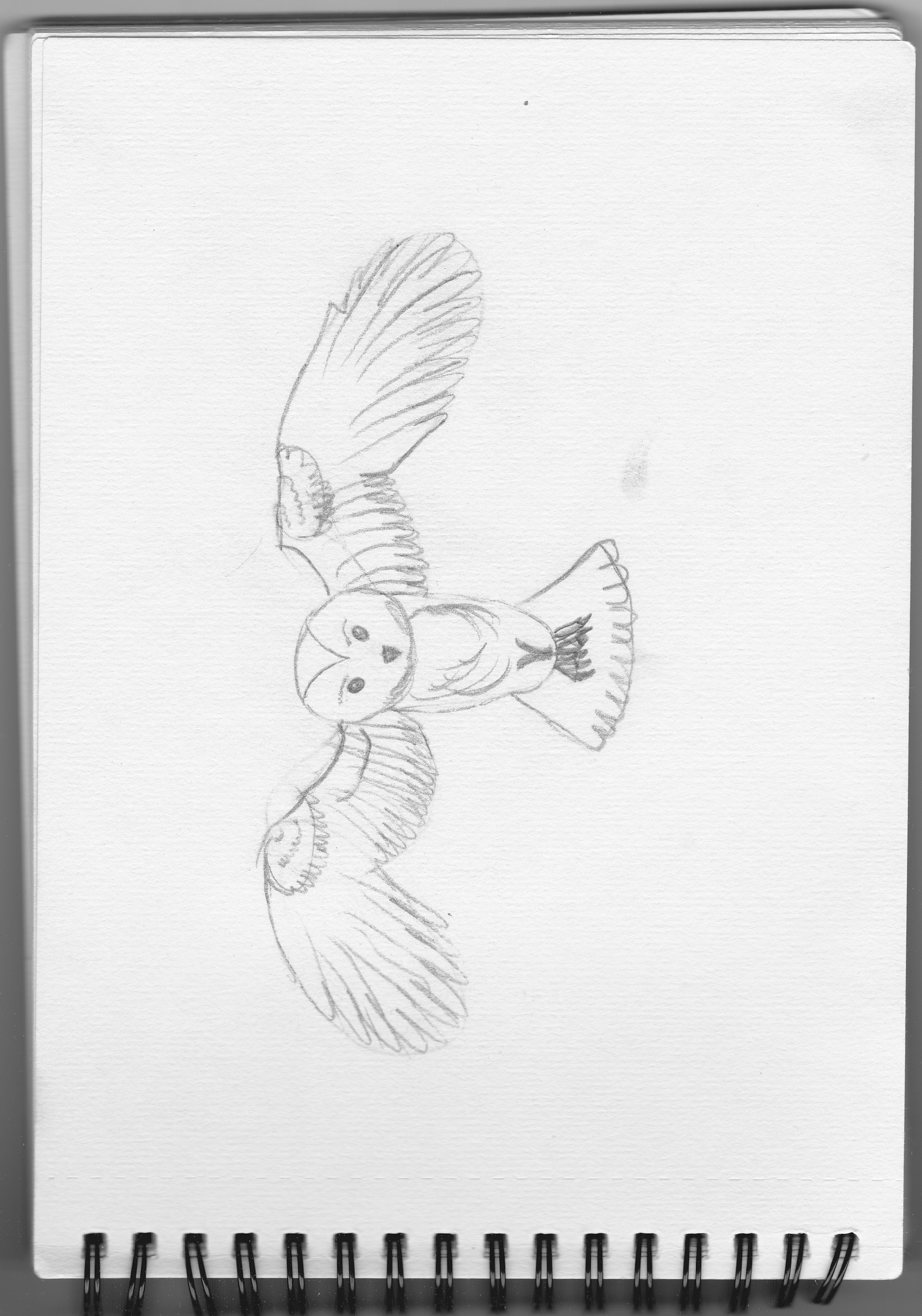 Owl Taking Flight