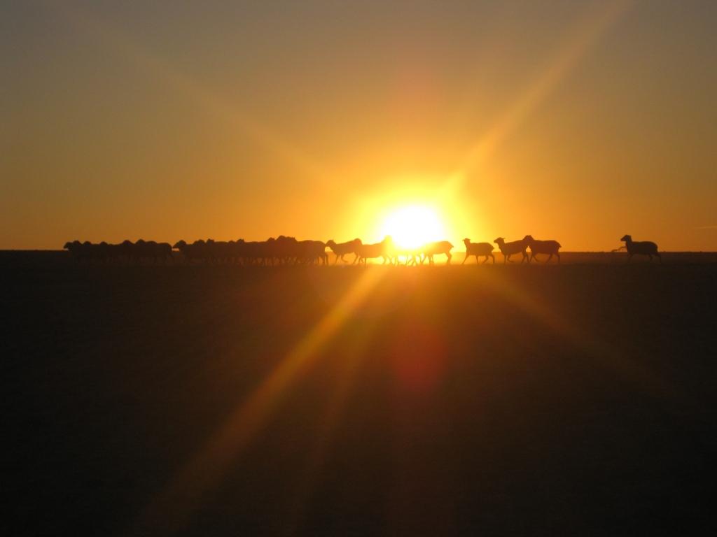 Sheep At Sunset