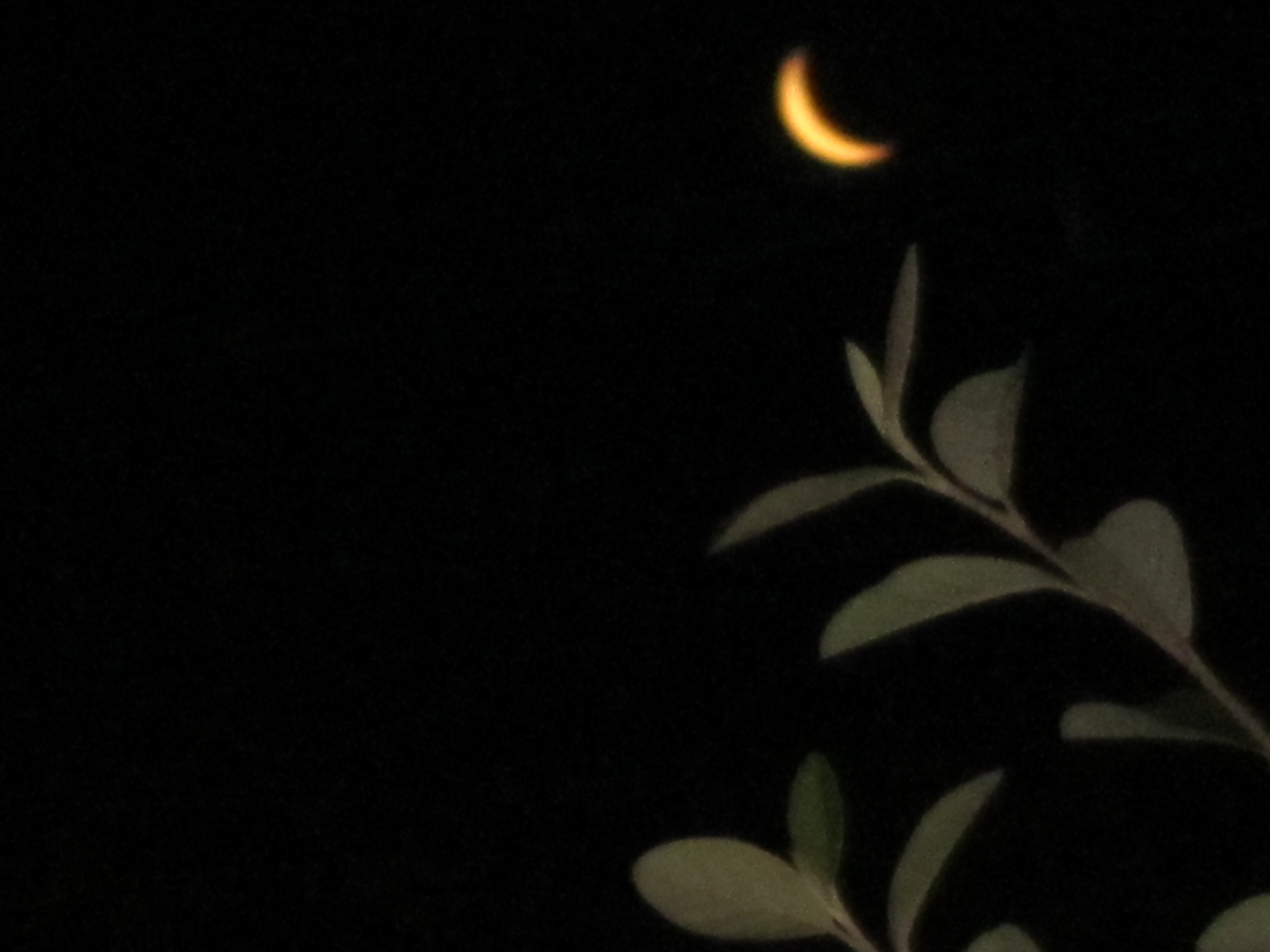 Leaf And The Moon