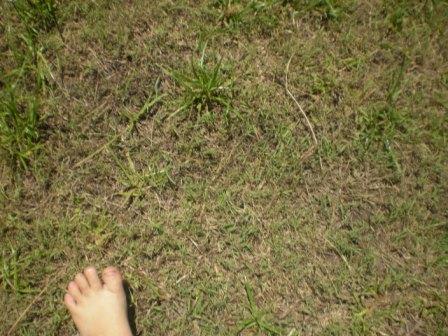 Grass Under My Feet