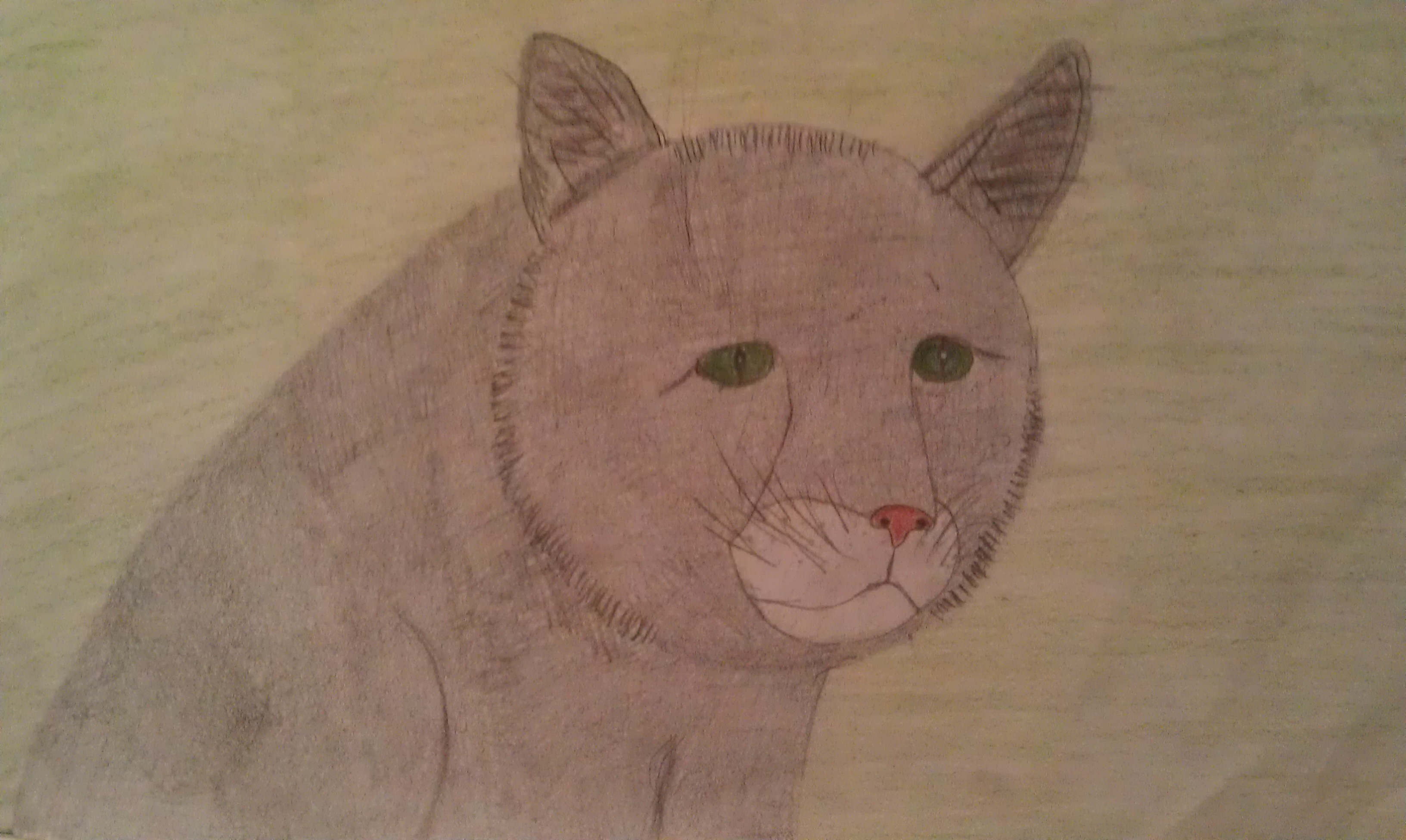 Sketch Of A Cat