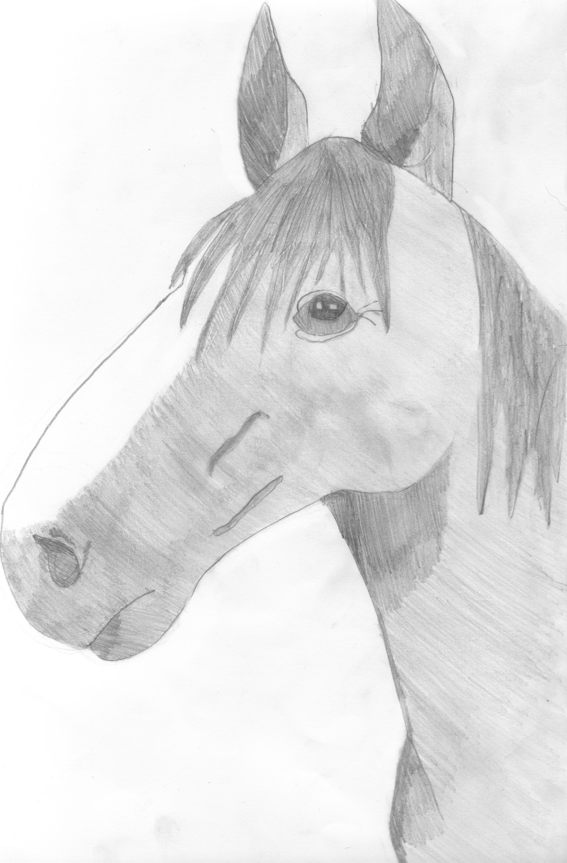 Morgans Horse Illustration