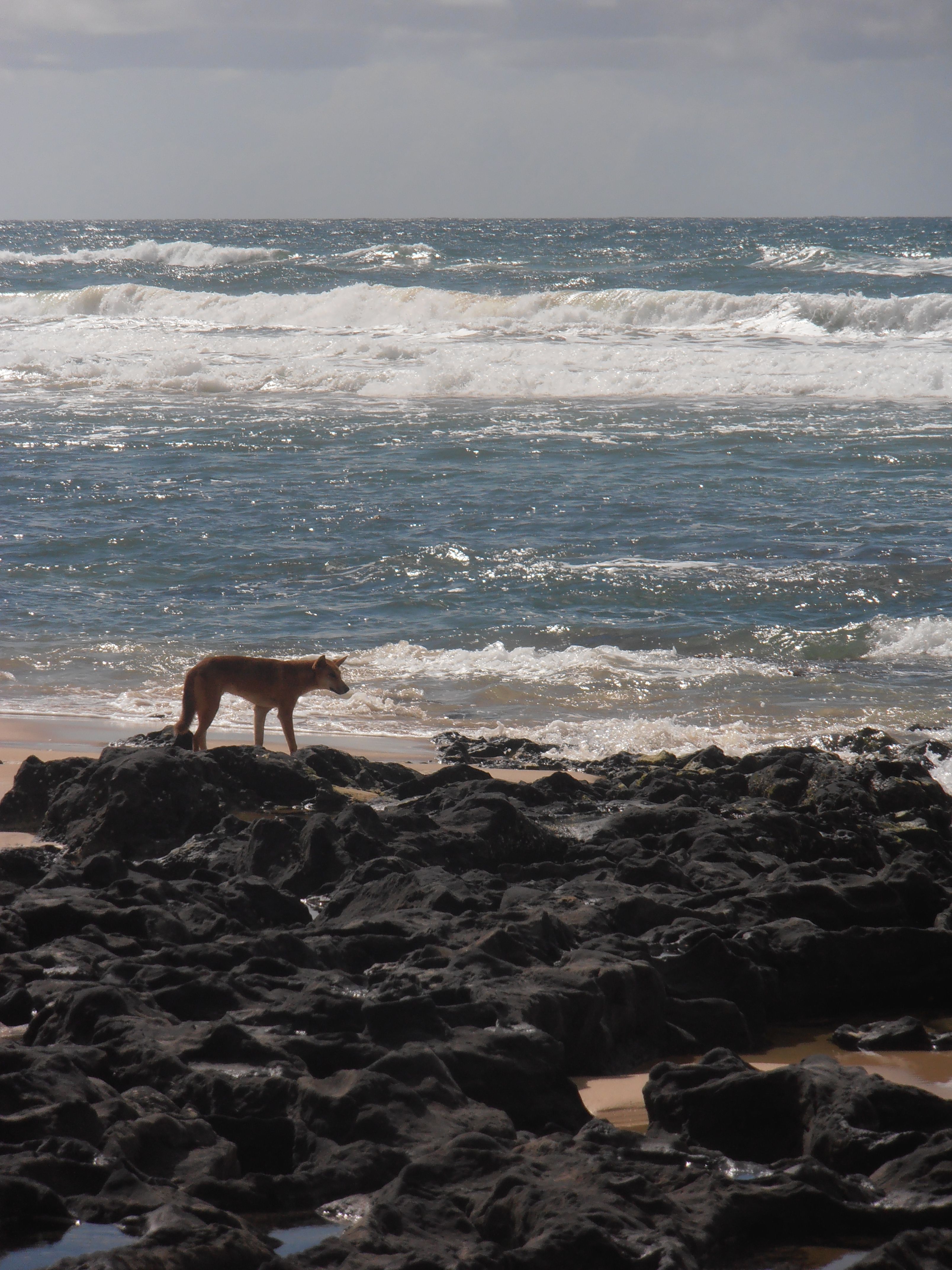 Dingo On The Rocks