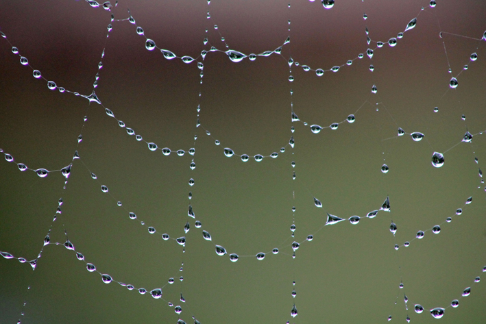 Watery Web