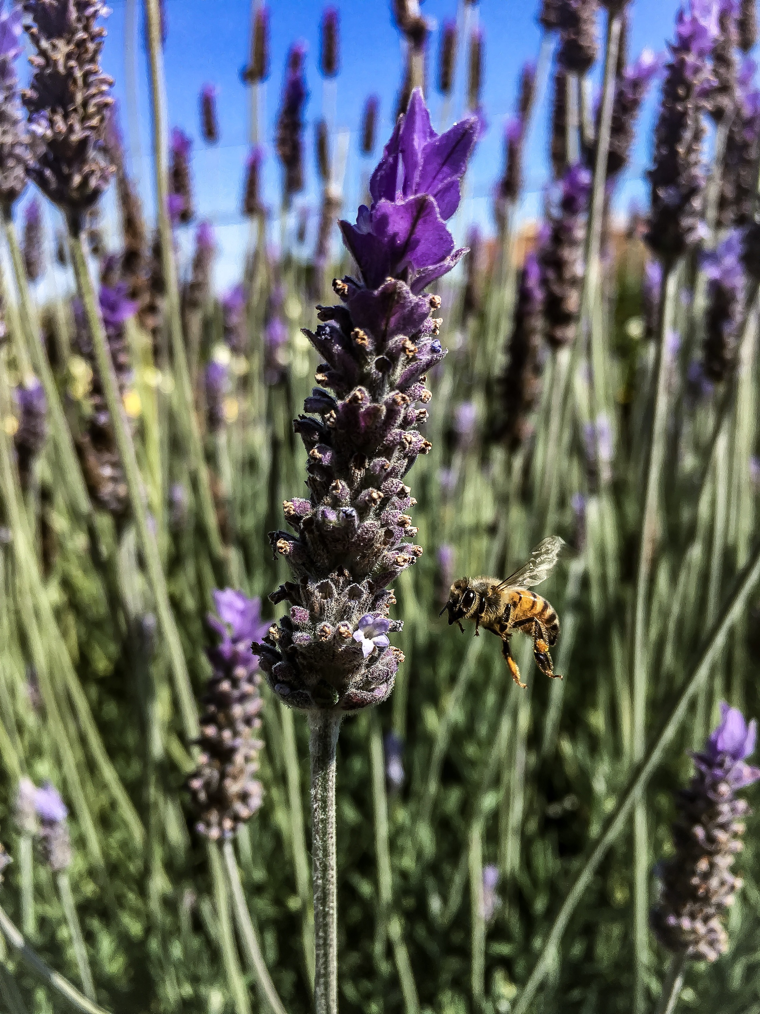 A Bee In Motion 
