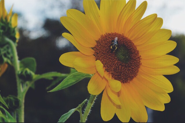 Bee On Flower 