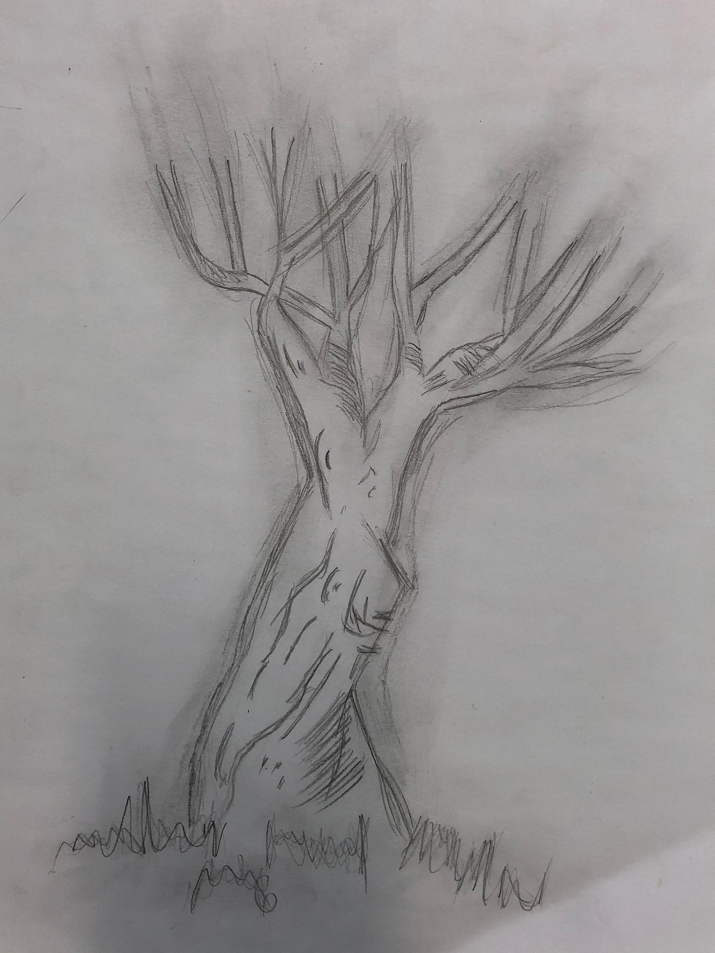 Tree Sketch 