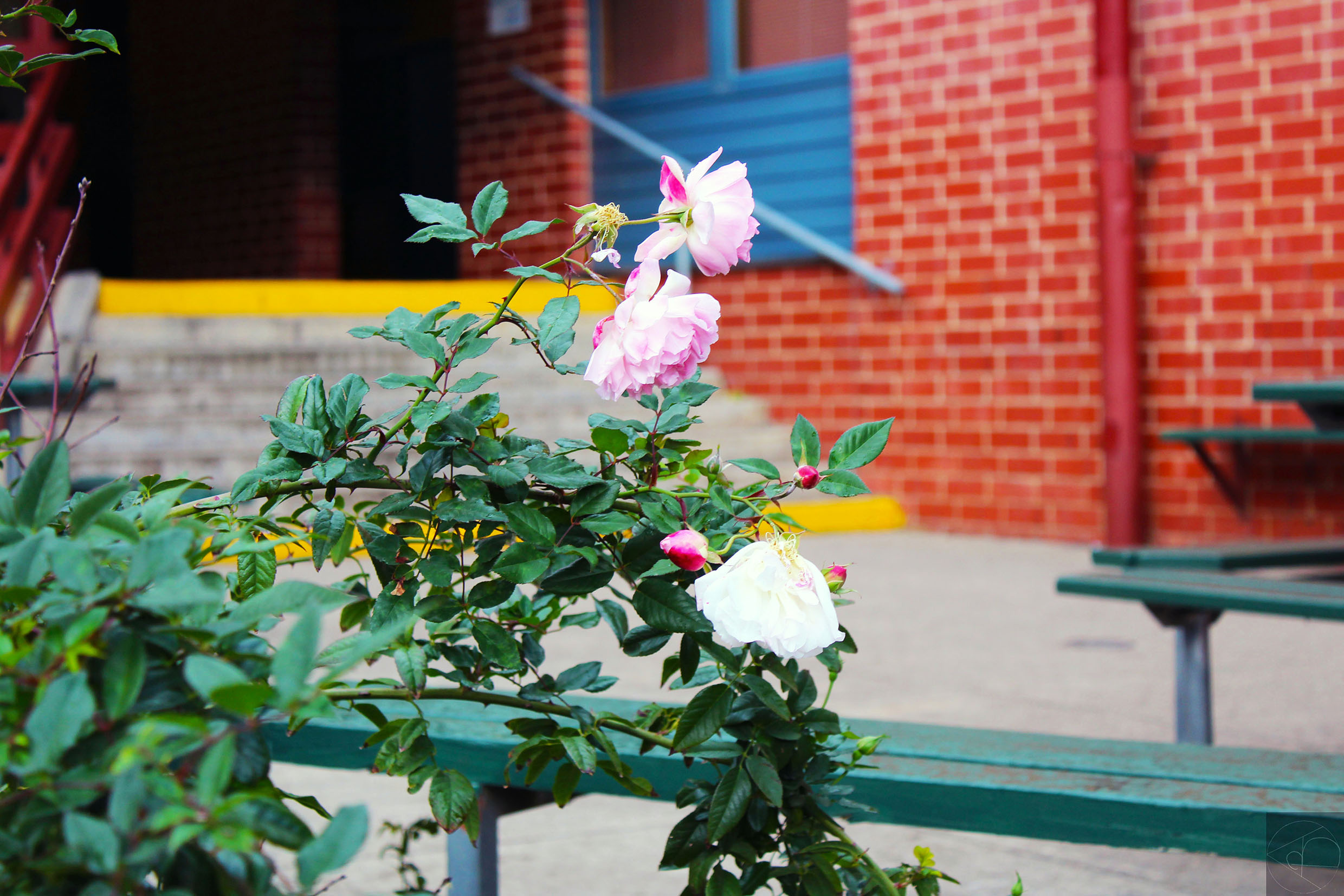 Flowers In School Yard