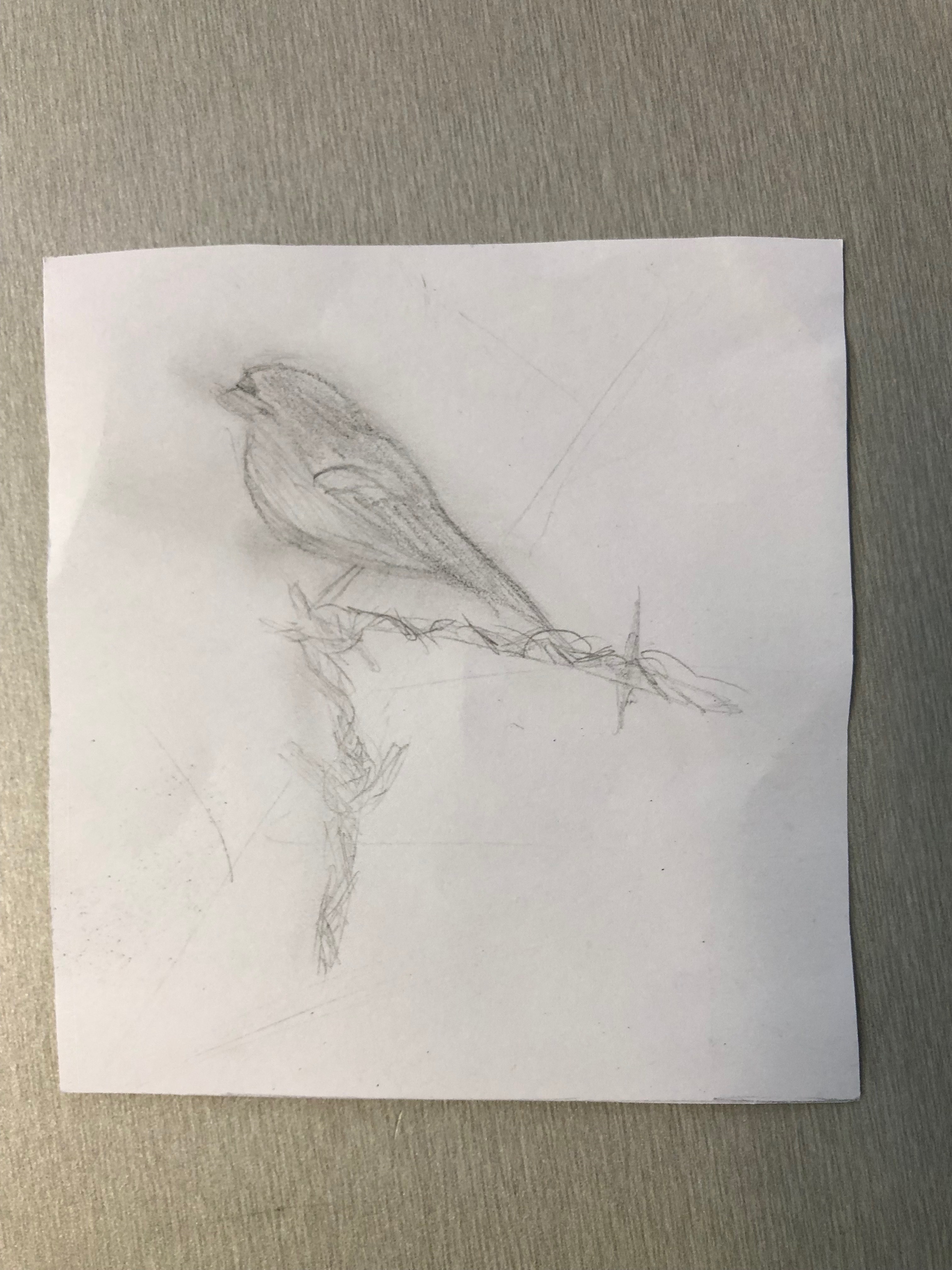 Sketch Of A Bird 