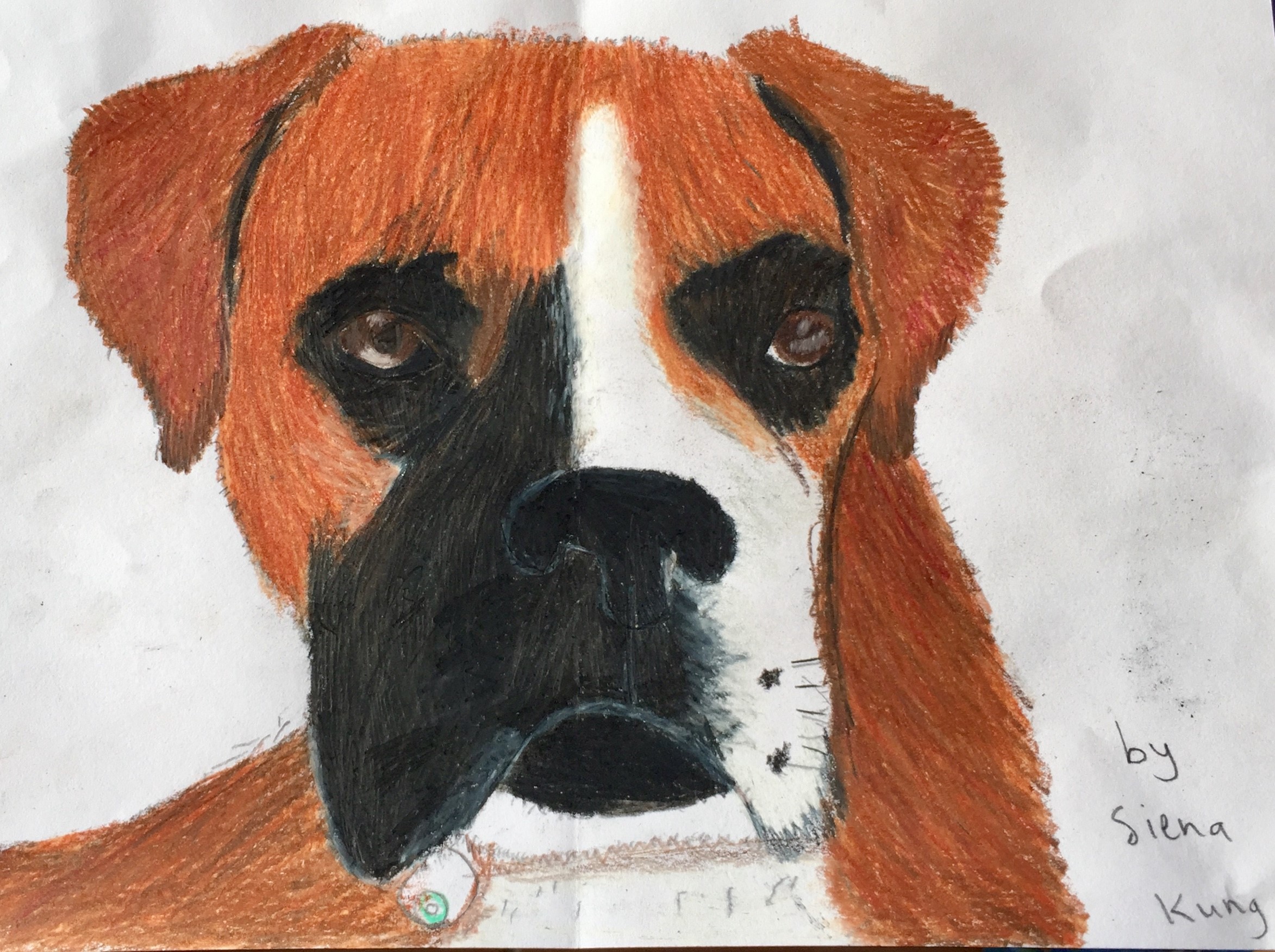 Drawing  Of My Dog Rosy