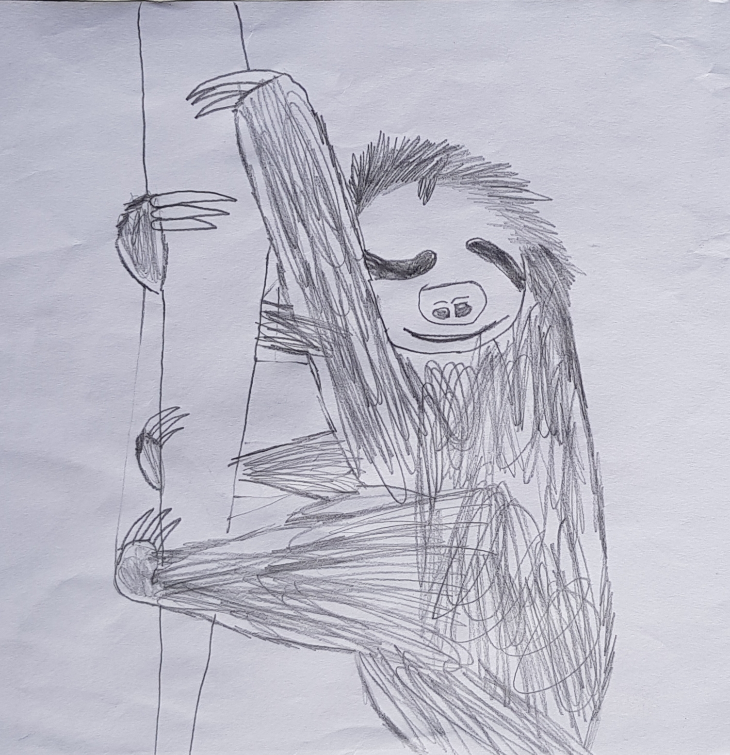 Smiling Tree Sloth