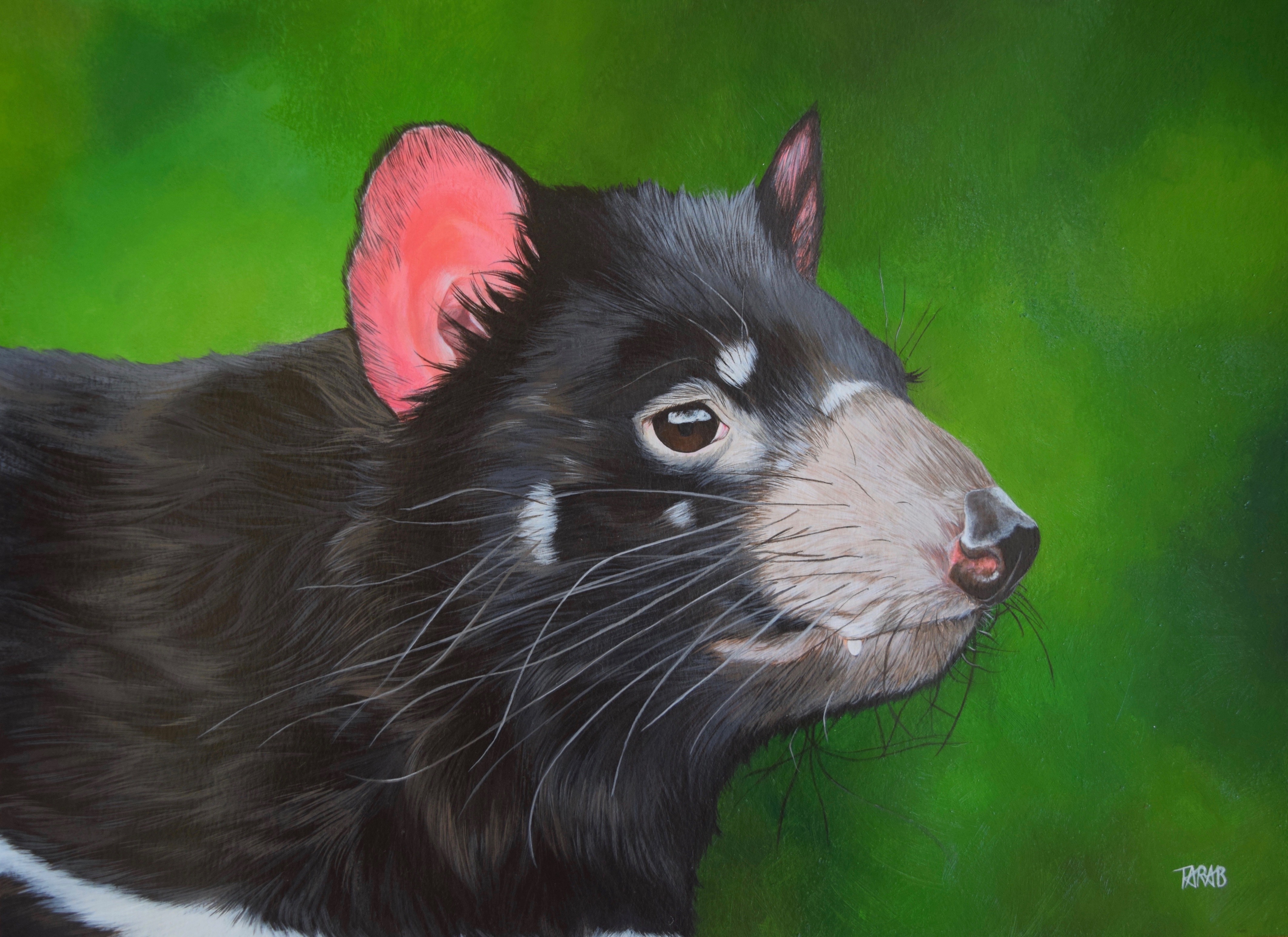 Sarcophilus Harrisii (Tasmanian Devil)