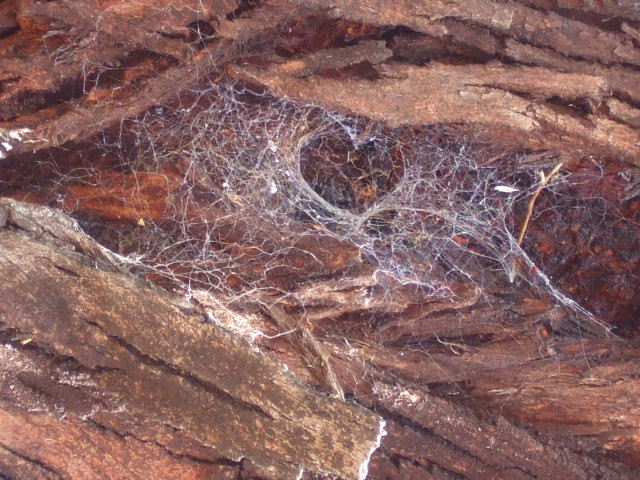 Spiders In Love
