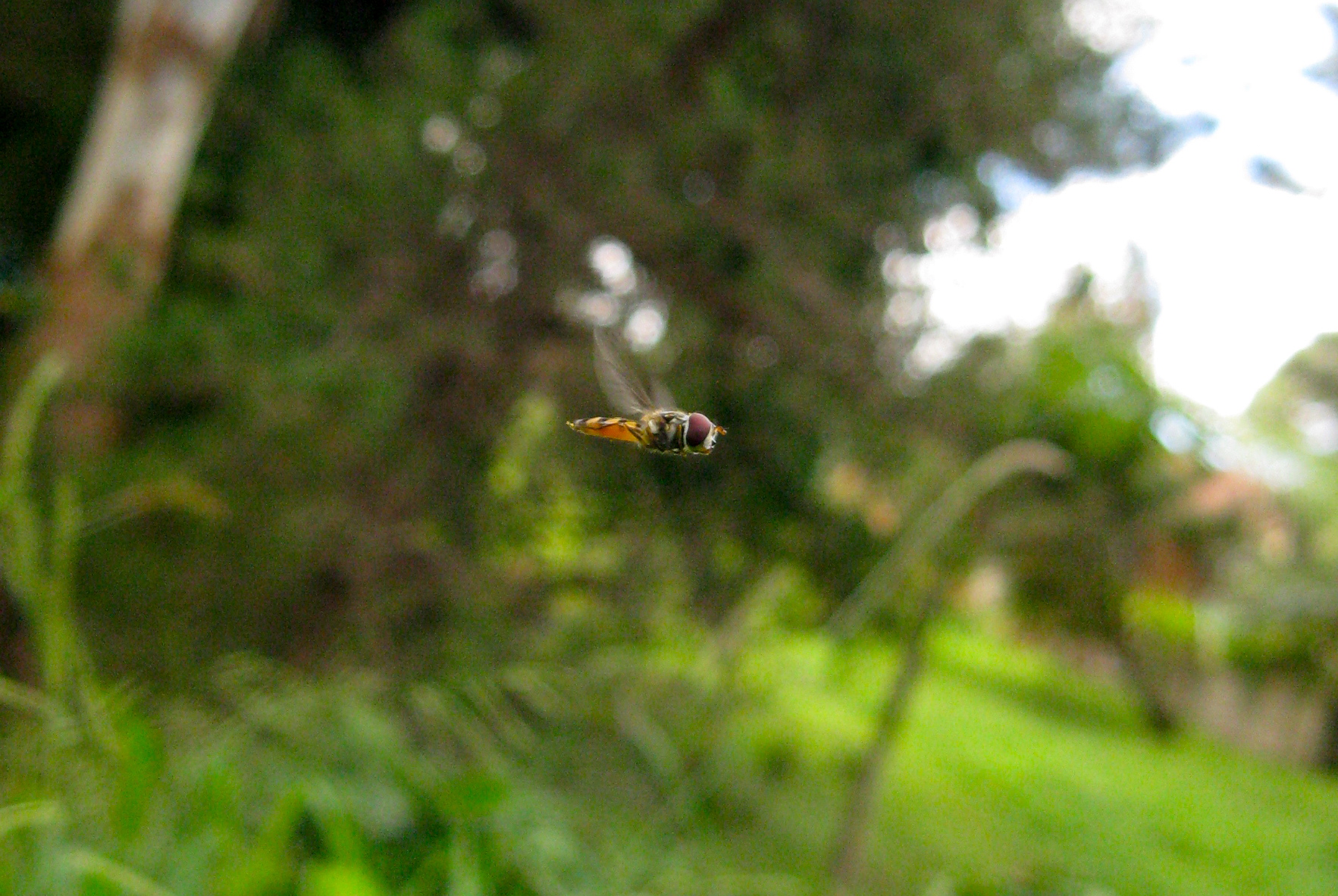 A Photo Of A Hover Fly Flying