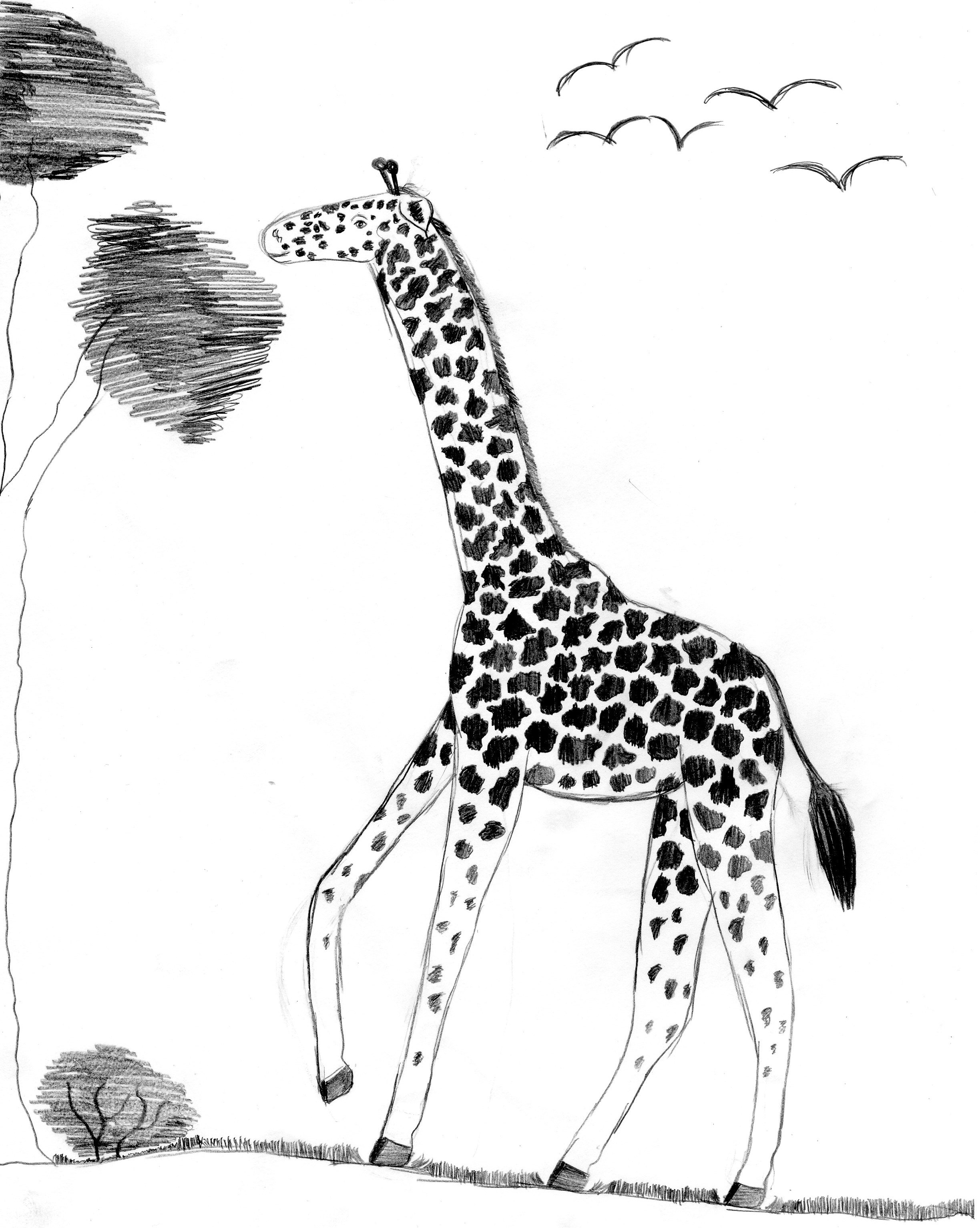 Giraffe From Africa